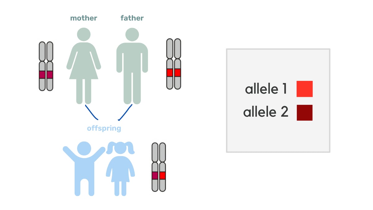 alleles