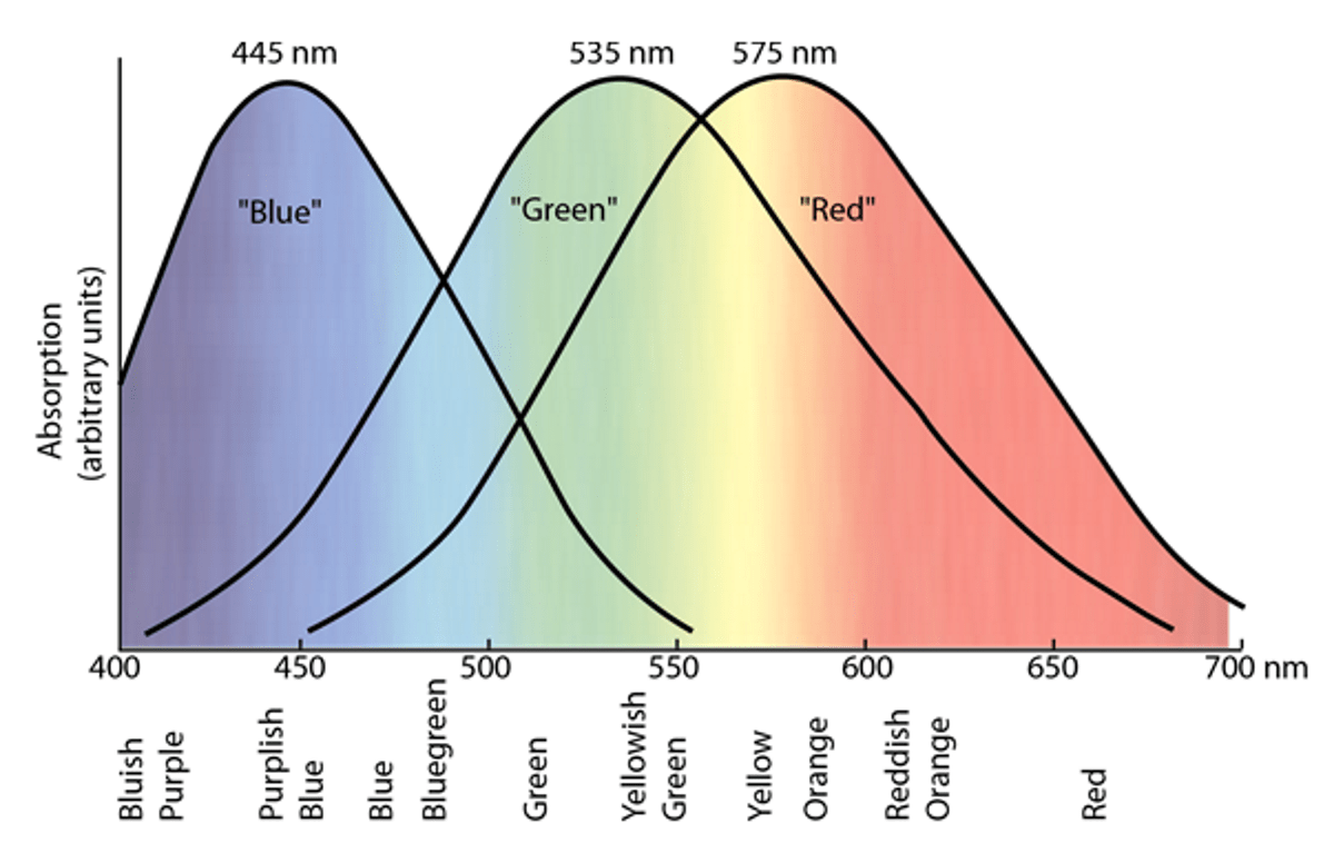 wavelength of the three types of color-sensitive cones in the retina of the human eye