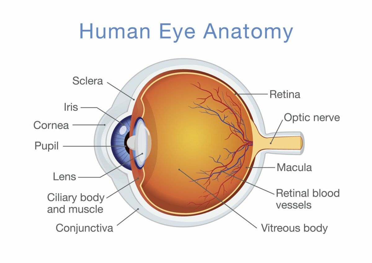 diagram of the human eye showing the cornea, lens, retina, and optic nerve