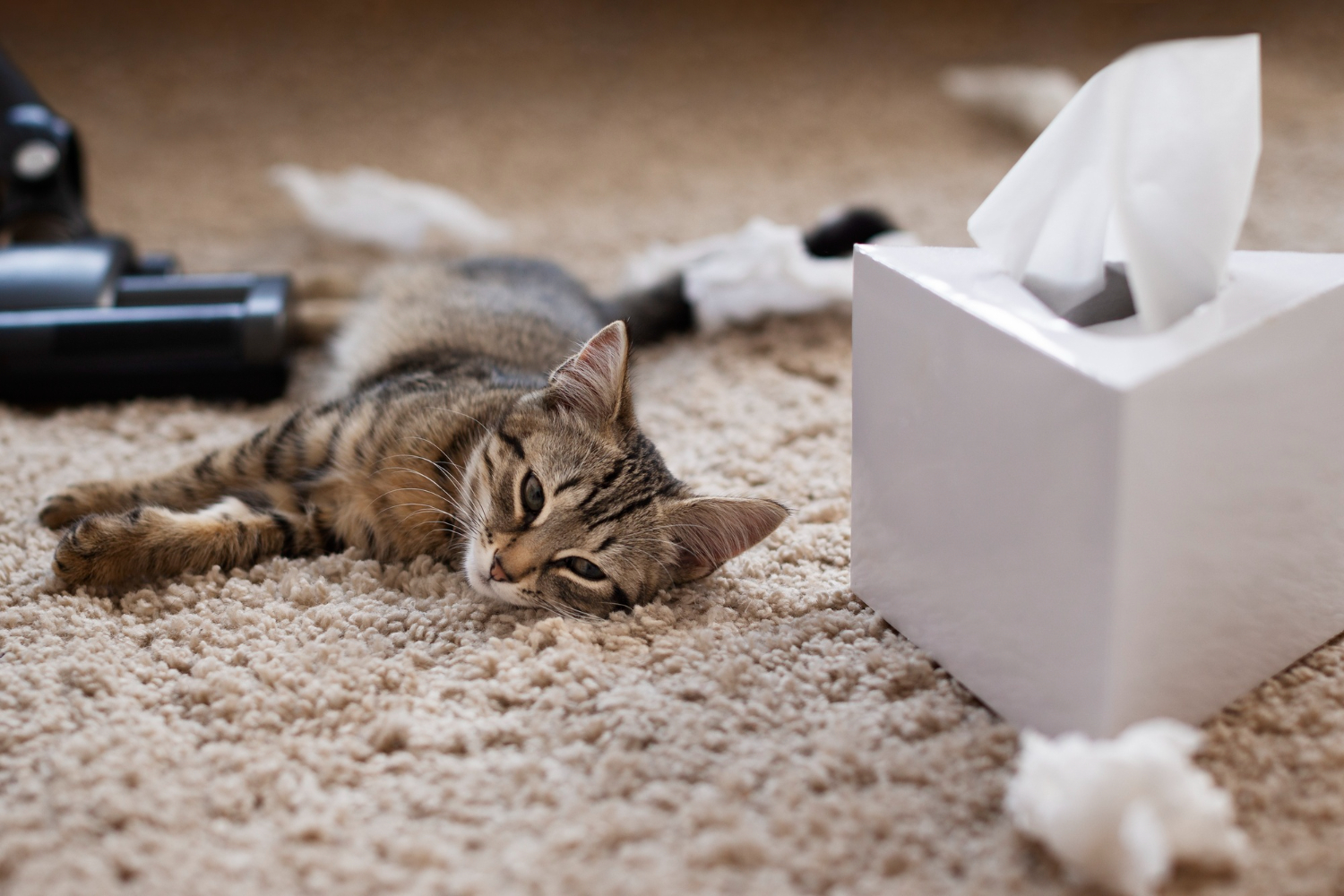 pet dander can cause itchy eyes