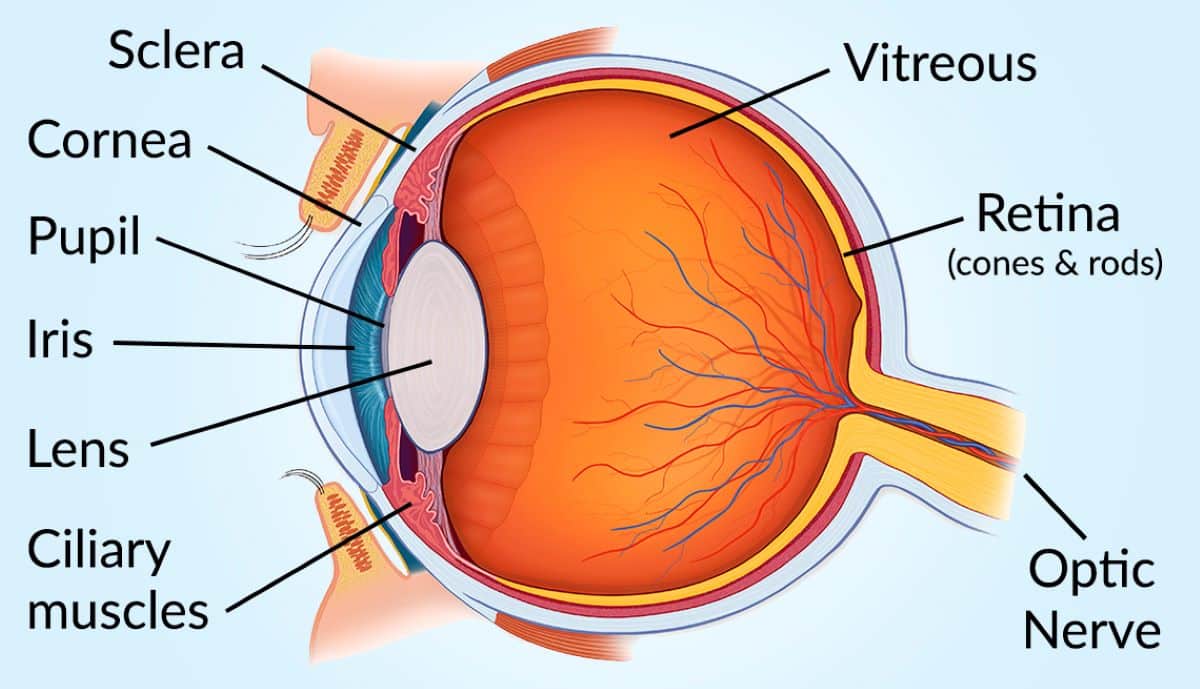 How Far Can the Human Eye See?