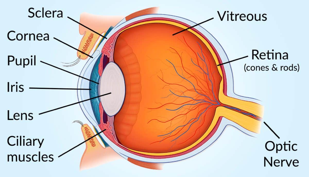 breakdown of human-eye