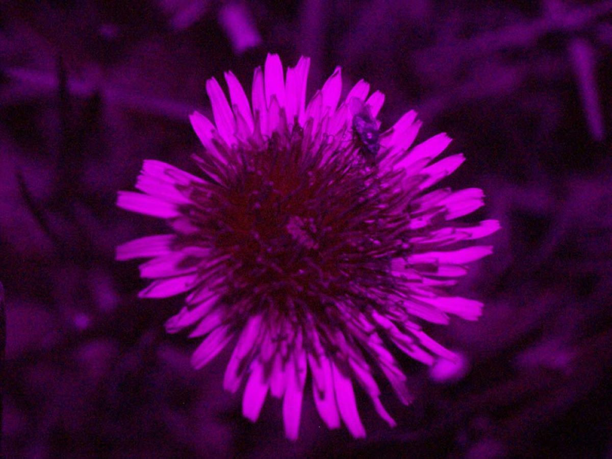 flowers attracting bees using uv light