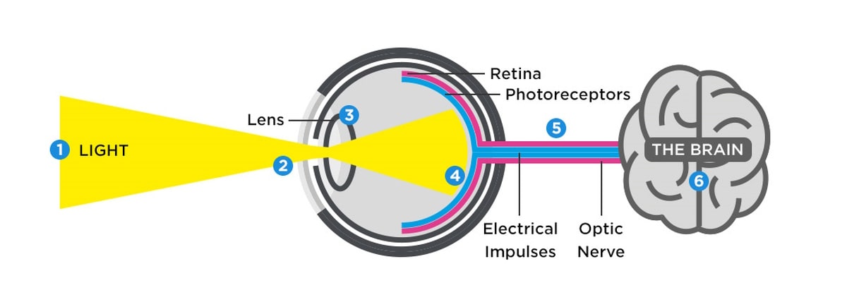 an illustration of how human eye and vision work