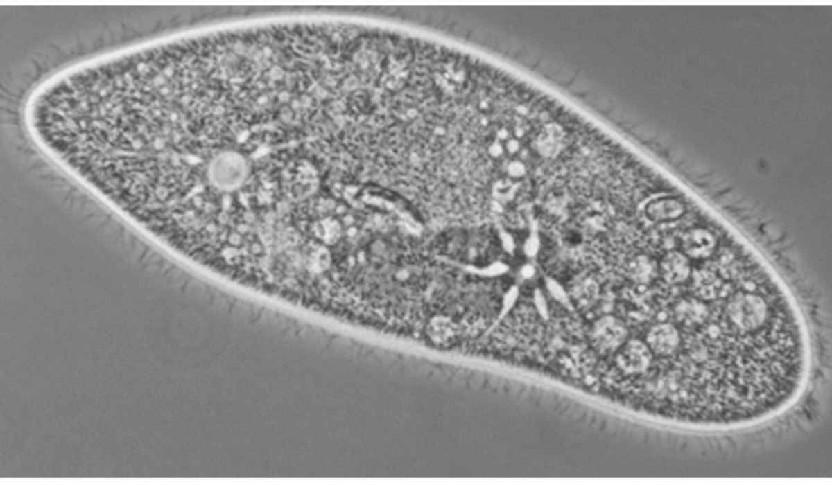 ancient eukaryotes