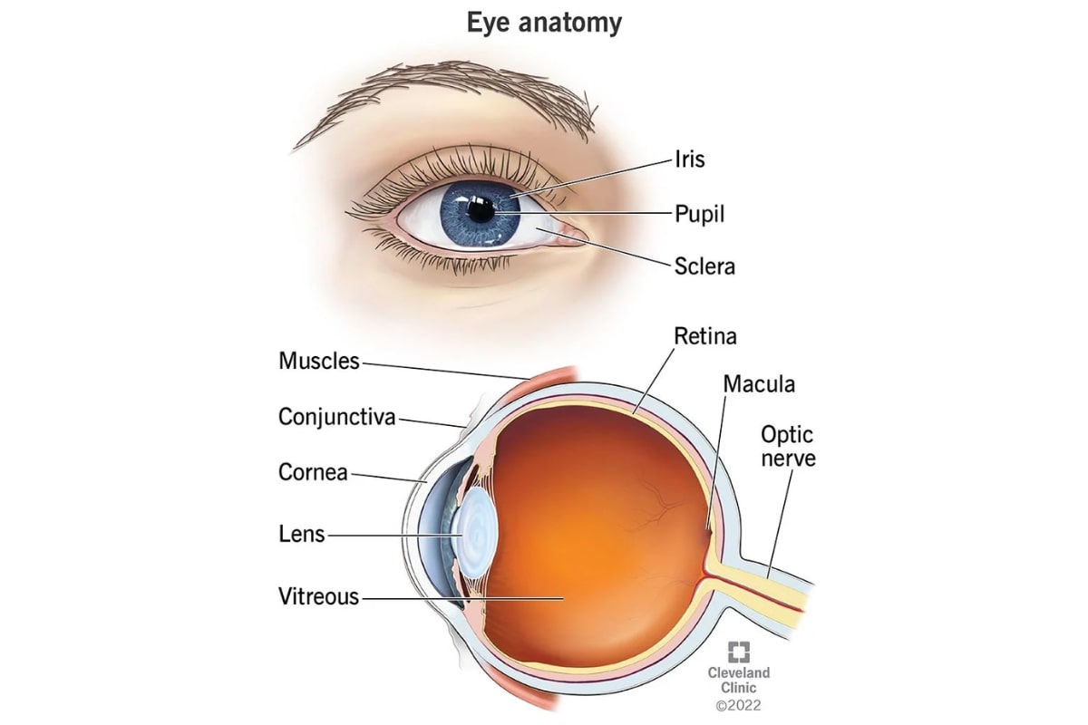 illustration of the human eye anatomy