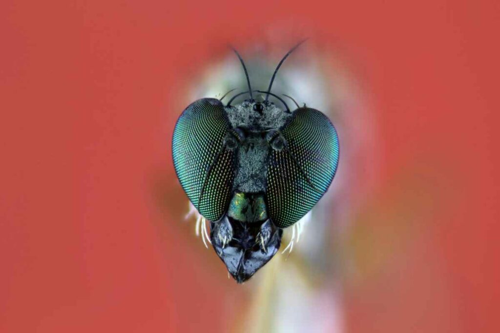 compound eye of a fly
