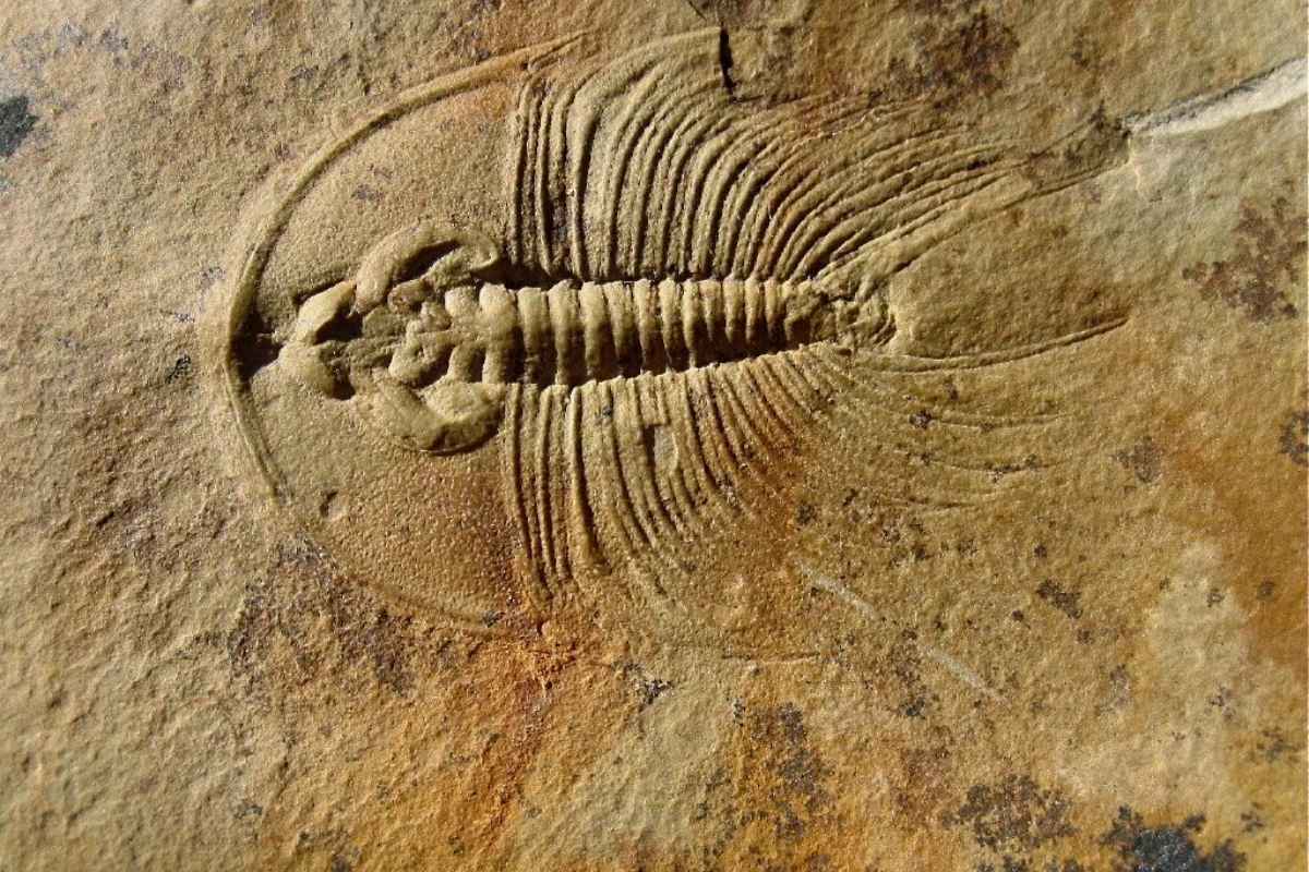 first-eyed trilobite fossil