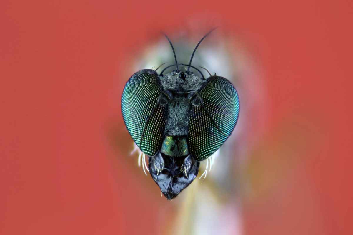 compound eye of a fly