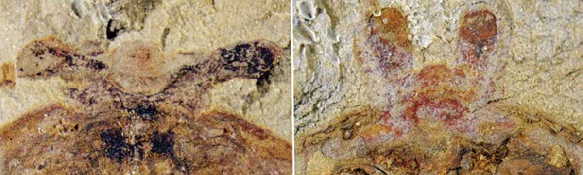 fossil of complex-eyed f protensa