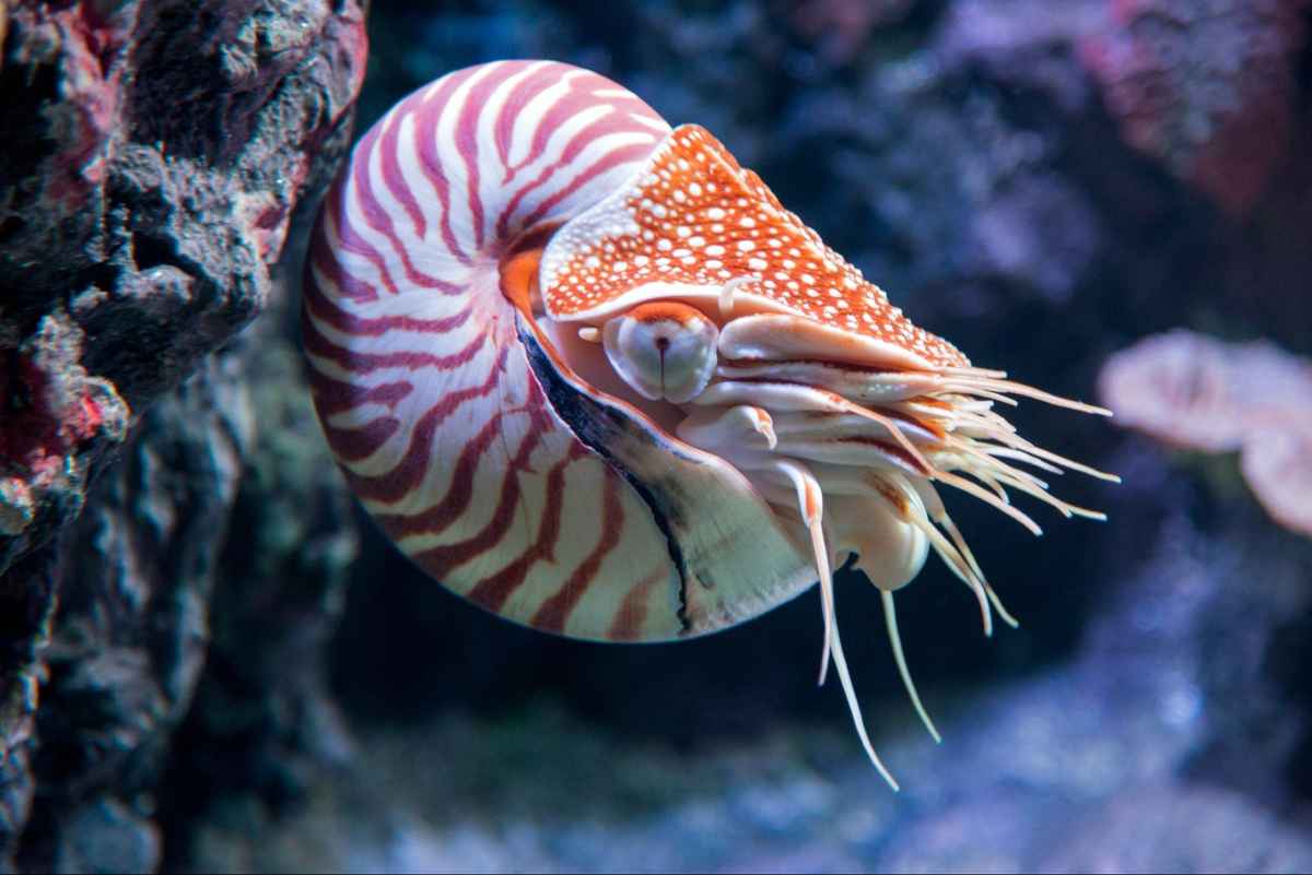 nautilus with pinhole eyes