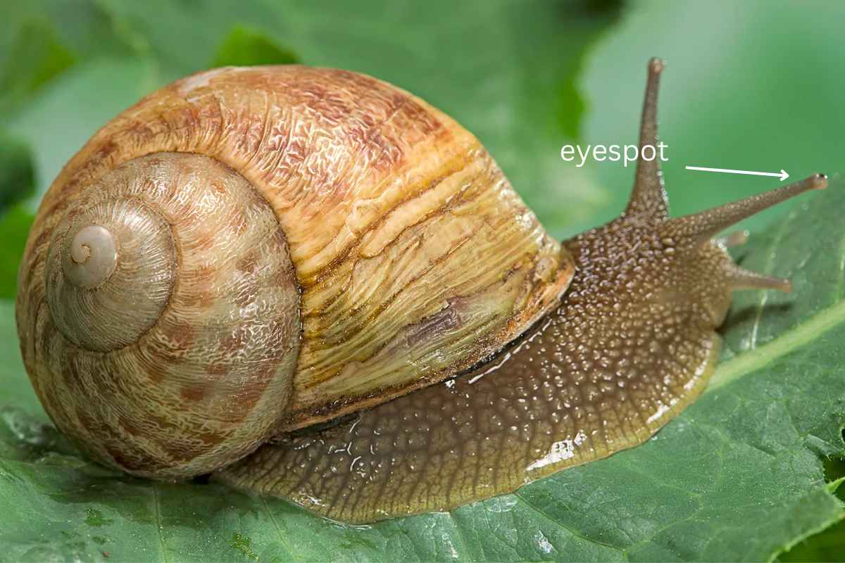 snail with ancient eyespots