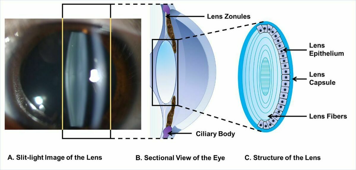 structure of the human eye lens