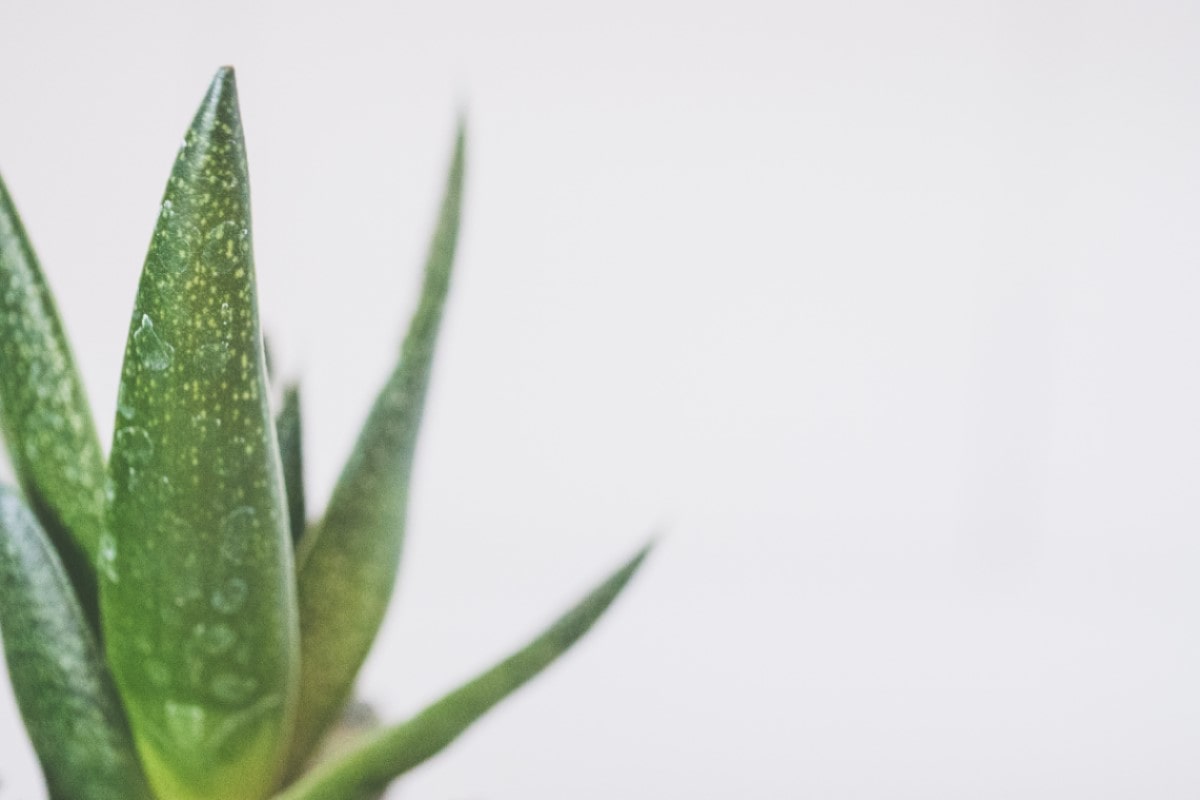 aloe vera reduce swelling and puffiness around eye bags or puffy eyes
