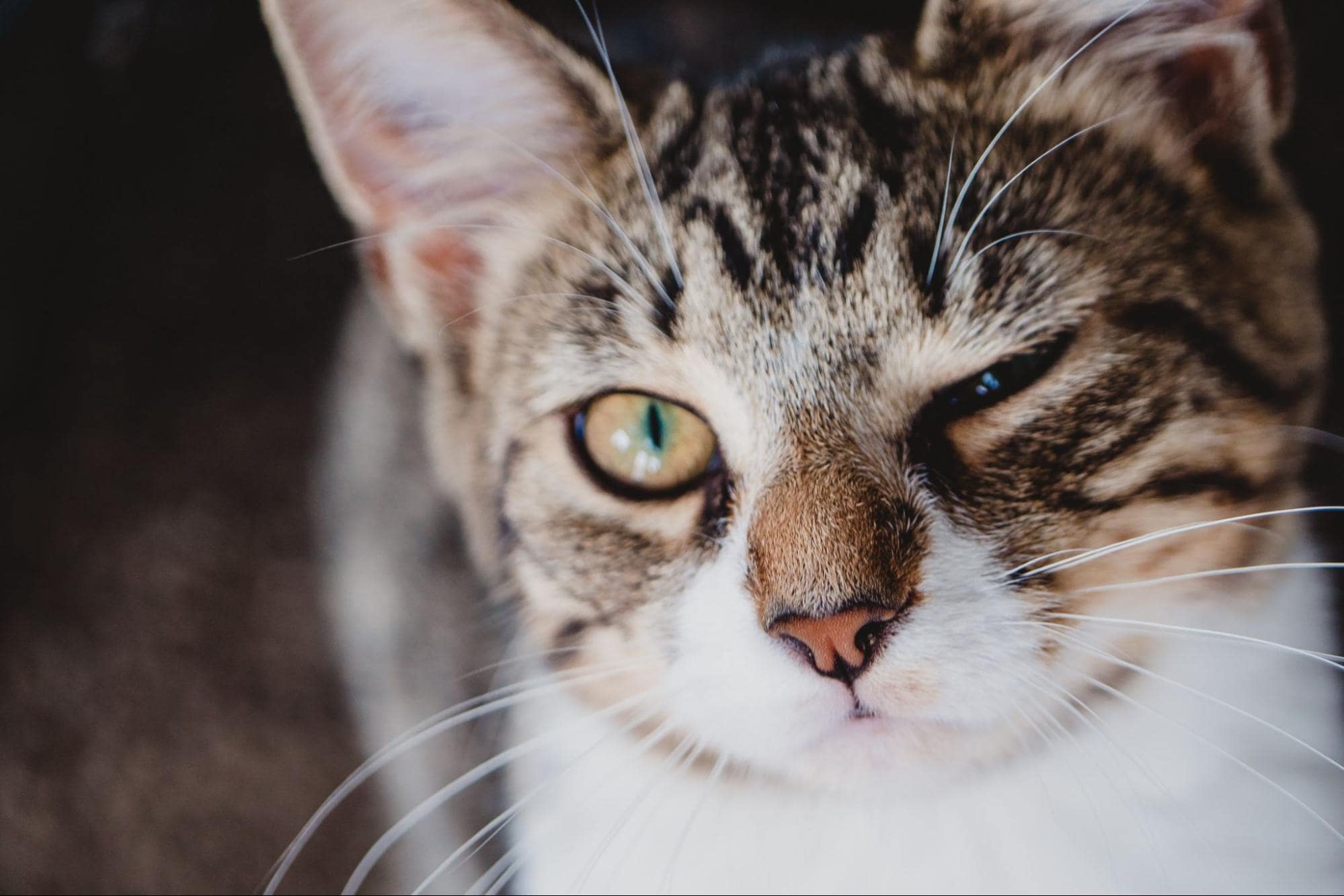 a cat winking to show affection