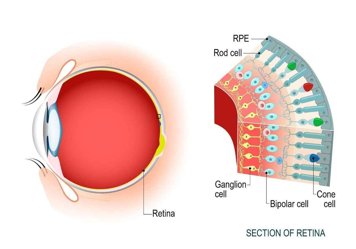 the anatomy of rods cones in the retina of the human eye