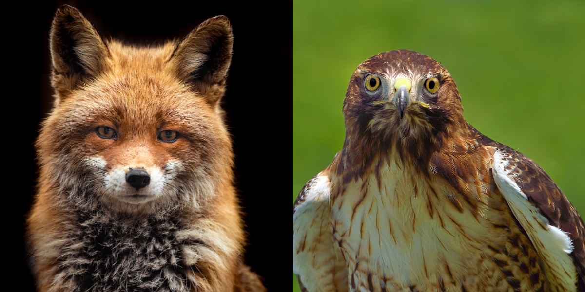 comparison of fox and hawk eyes