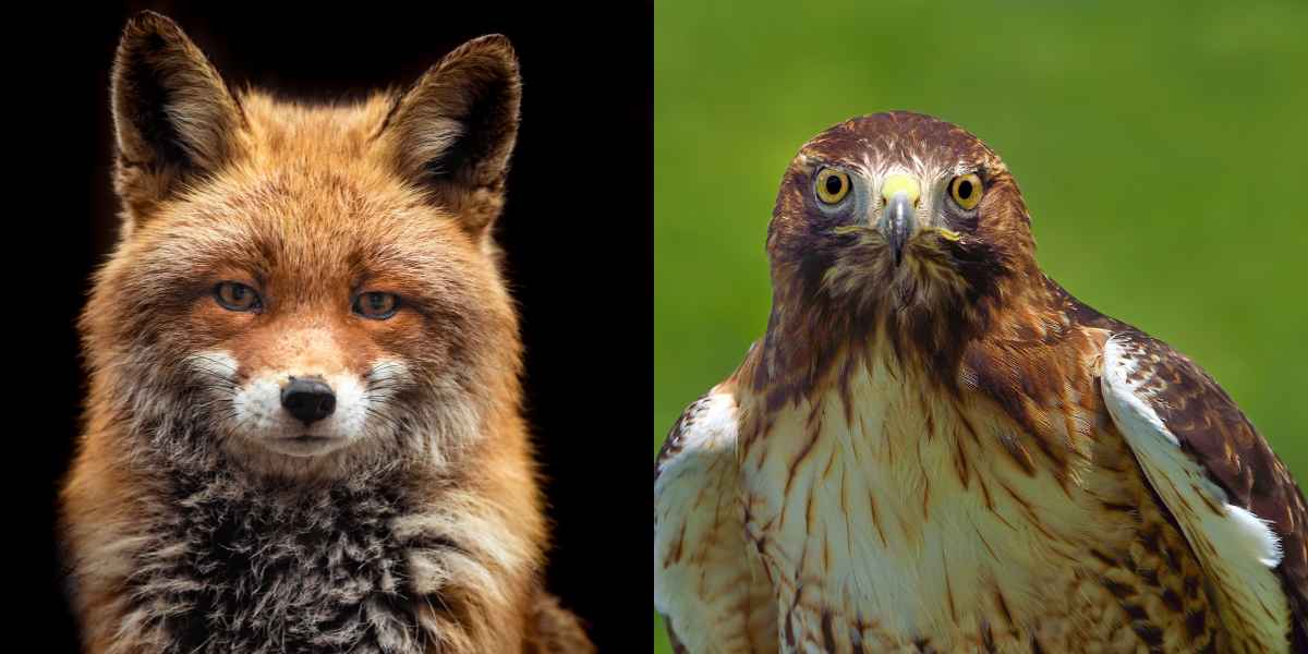 comparison of fox and hawk eyes