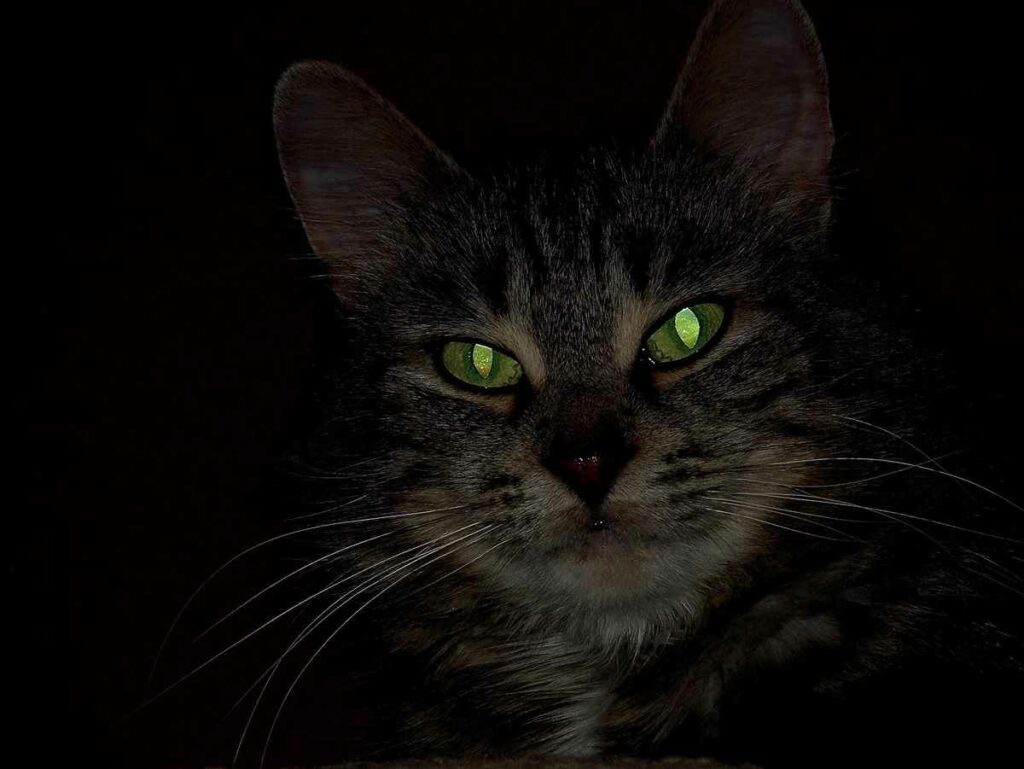 cat eyes reflecting light in the dark