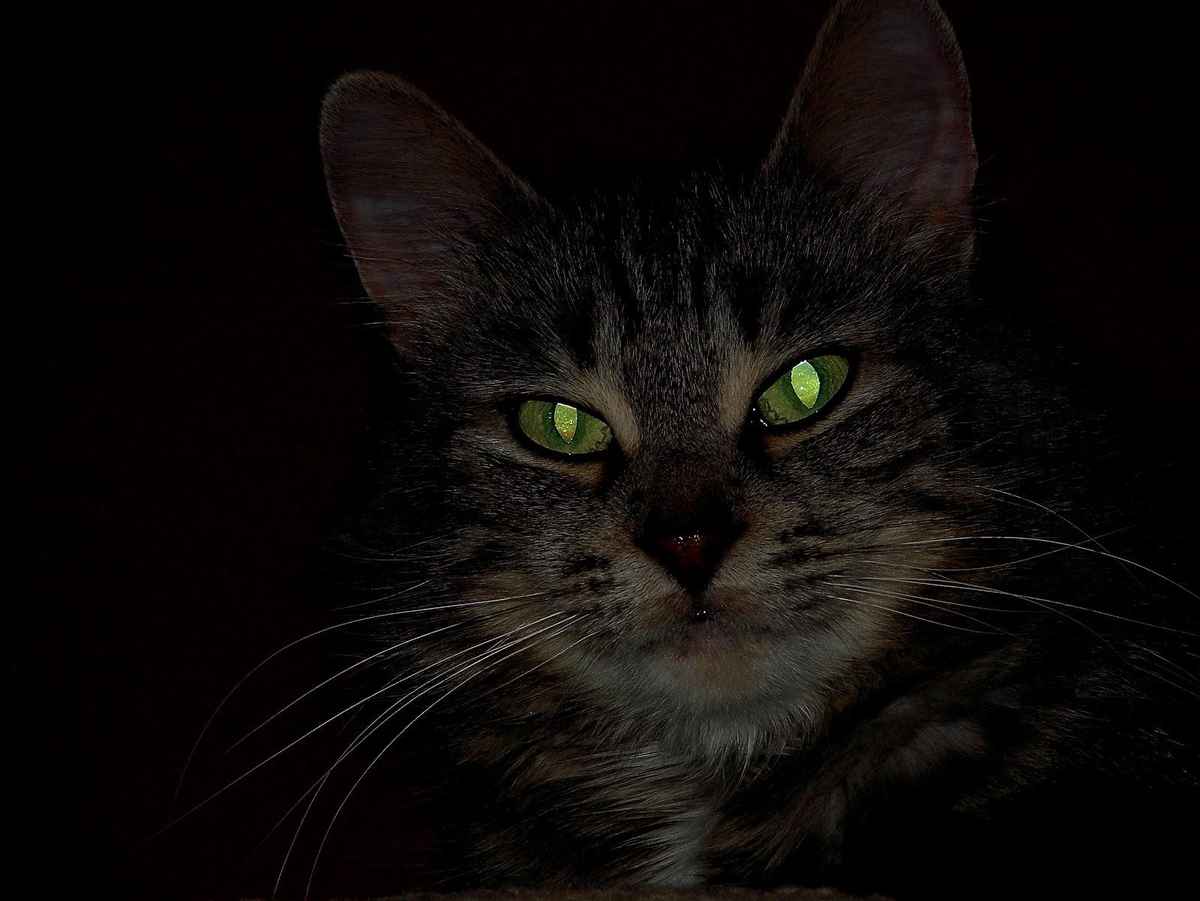 cat eyes reflecting light in the dark