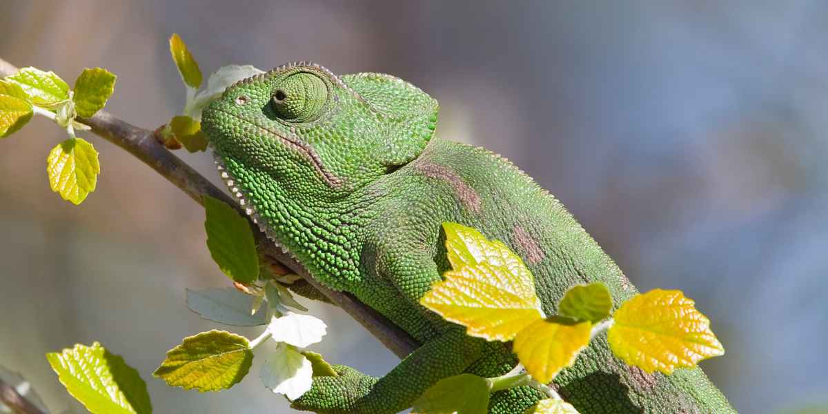 a chameleon on a tree branch