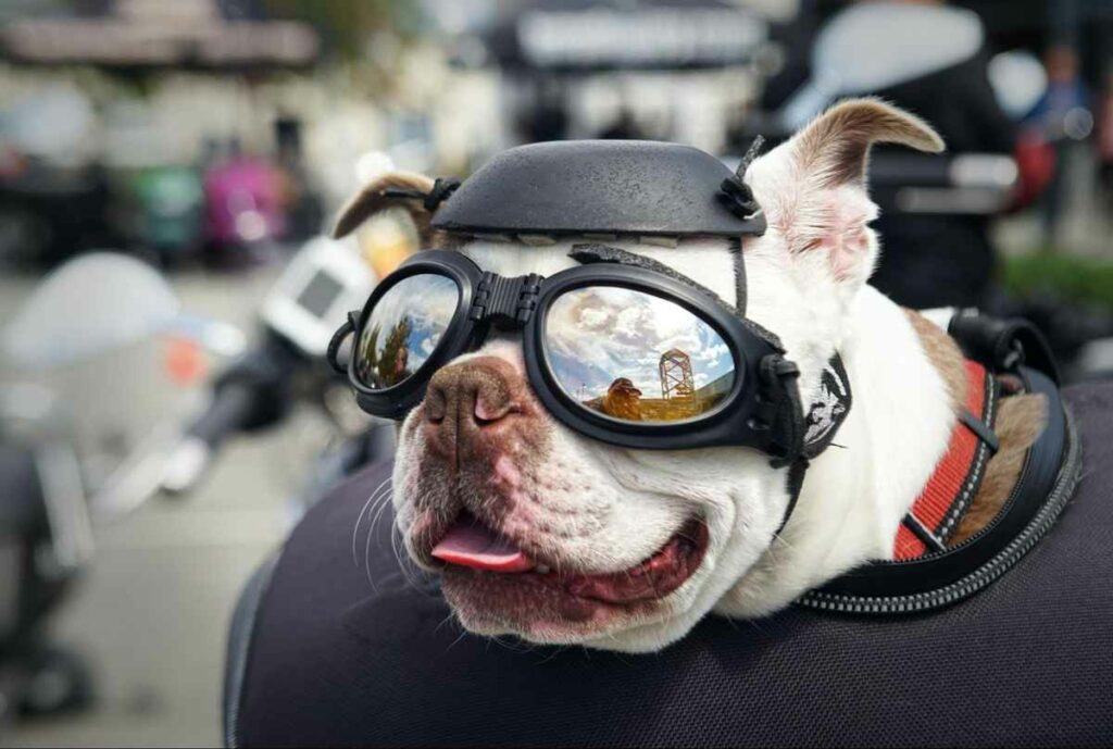 dog wearing Doggles for eye protection