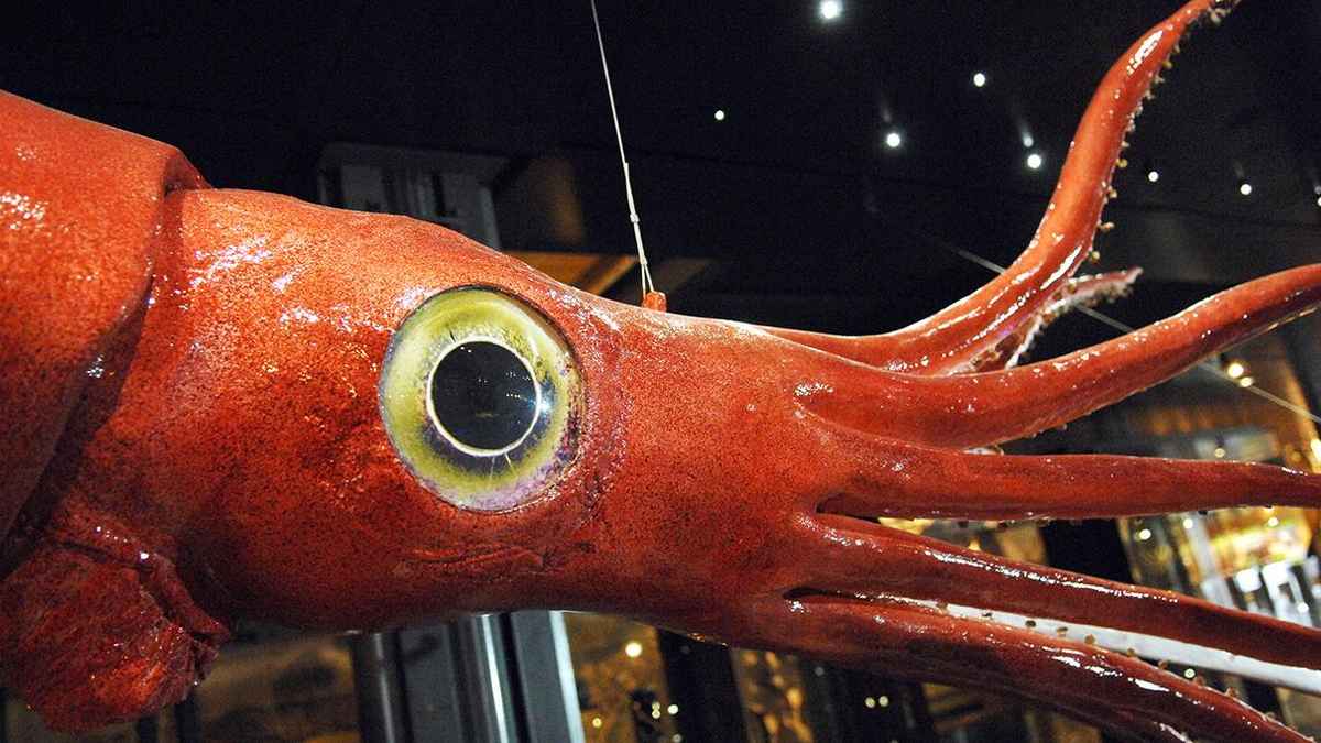 closeup of a giant squid eye