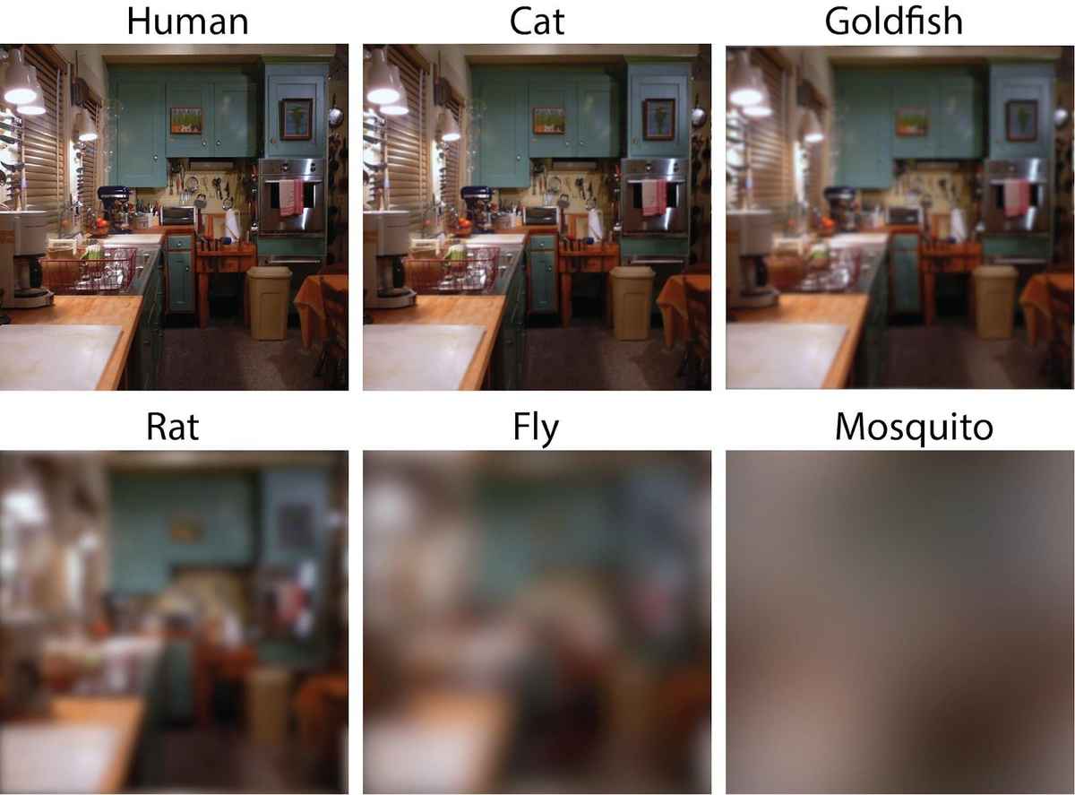 comparison of human and cat goldfish rat fly mosquito vision